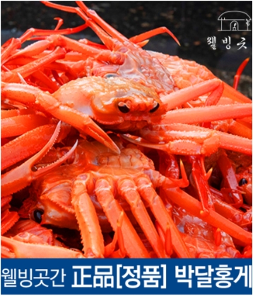 특A급 수율보장 100% 선주직송 울진 속초 박달 홍게 3kg (10미 내외)