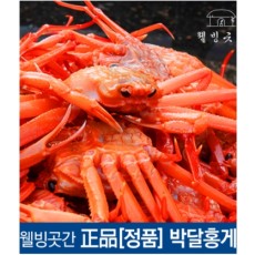 특A급 수율보장 100% 선주직송 울진 속초 박달 홍게 3kg (10미 내외)