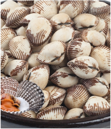 남해안 새꼬막2kg(180-200미)